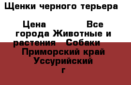 Щенки черного терьера › Цена ­ 35 000 - Все города Животные и растения » Собаки   . Приморский край,Уссурийский г. о. 